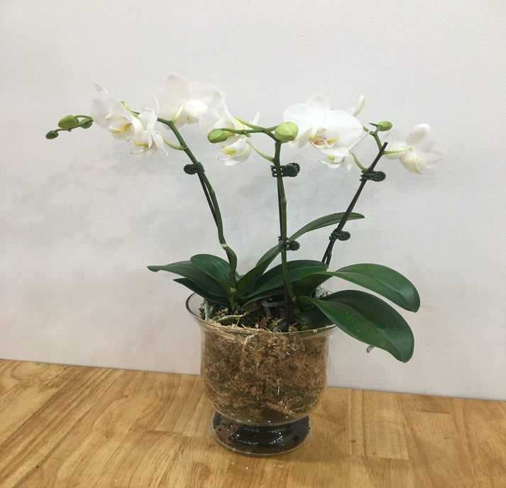 What Makes Orchid Flowers and Plants A Perfect Gift?