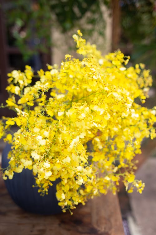 Transform Your Home: Mastering the Art of Decorating with Dancing Lady Orchids