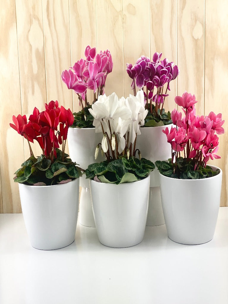 cyclamen potted plant Bayleaves Florist