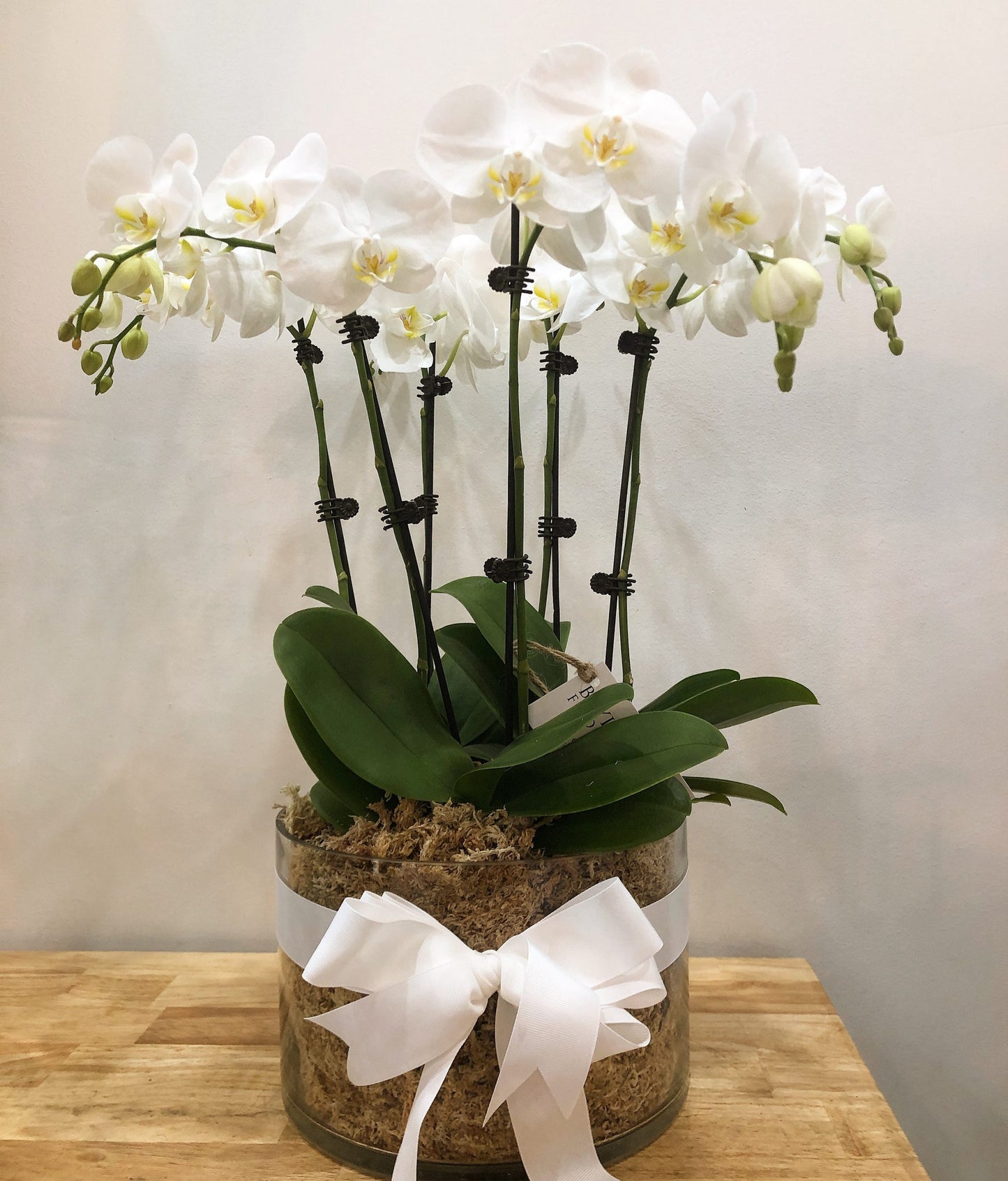 Large Phalaenopsis