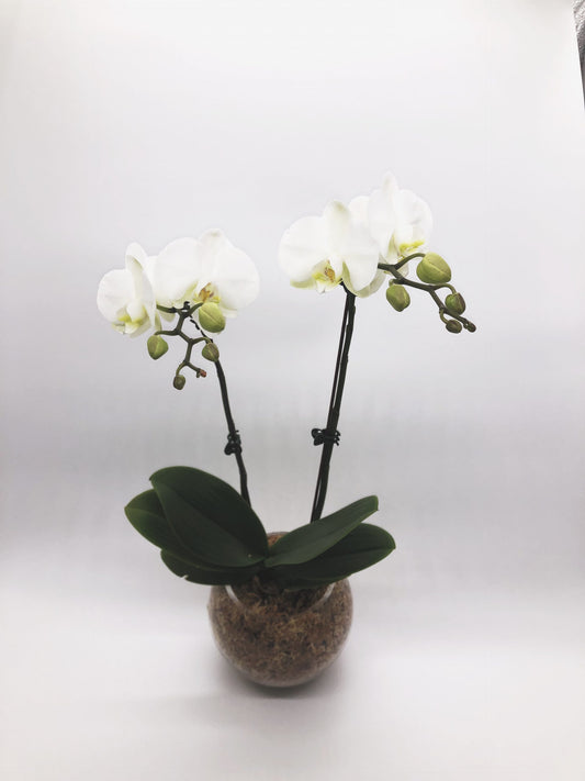 Medium Orchid Plant