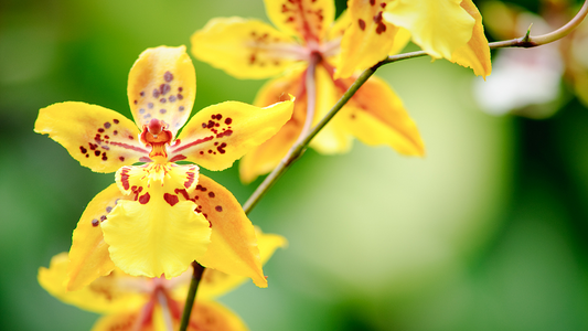 Incorporating Dancing Lady Orchids into Wedding Decor