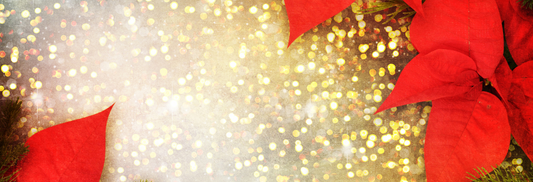 Christmas Flowers That Brighten Every Home – Celebrate the Season with Bayleaves Florist