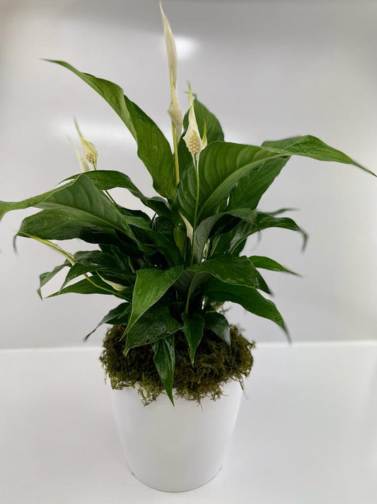 Peace Lilly Potted