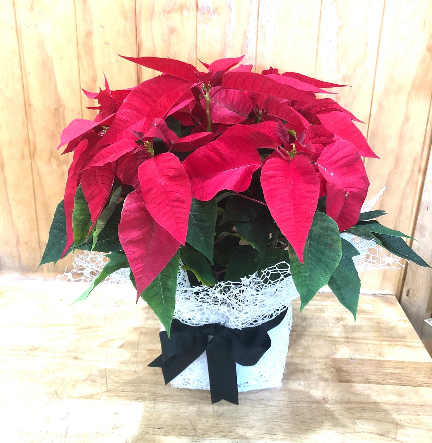 Poinsettia Plant