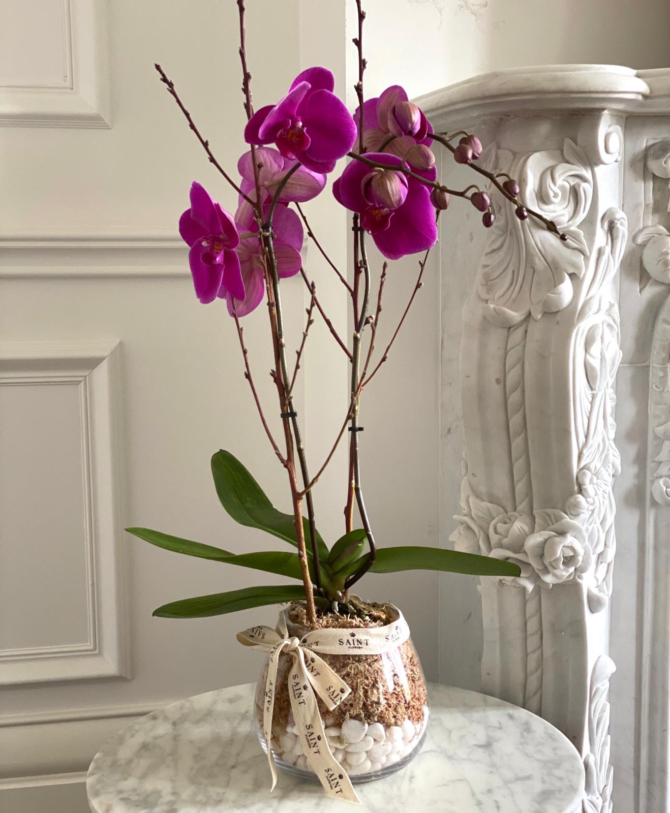 White & Purple Premium Phalaenopsis Orchid