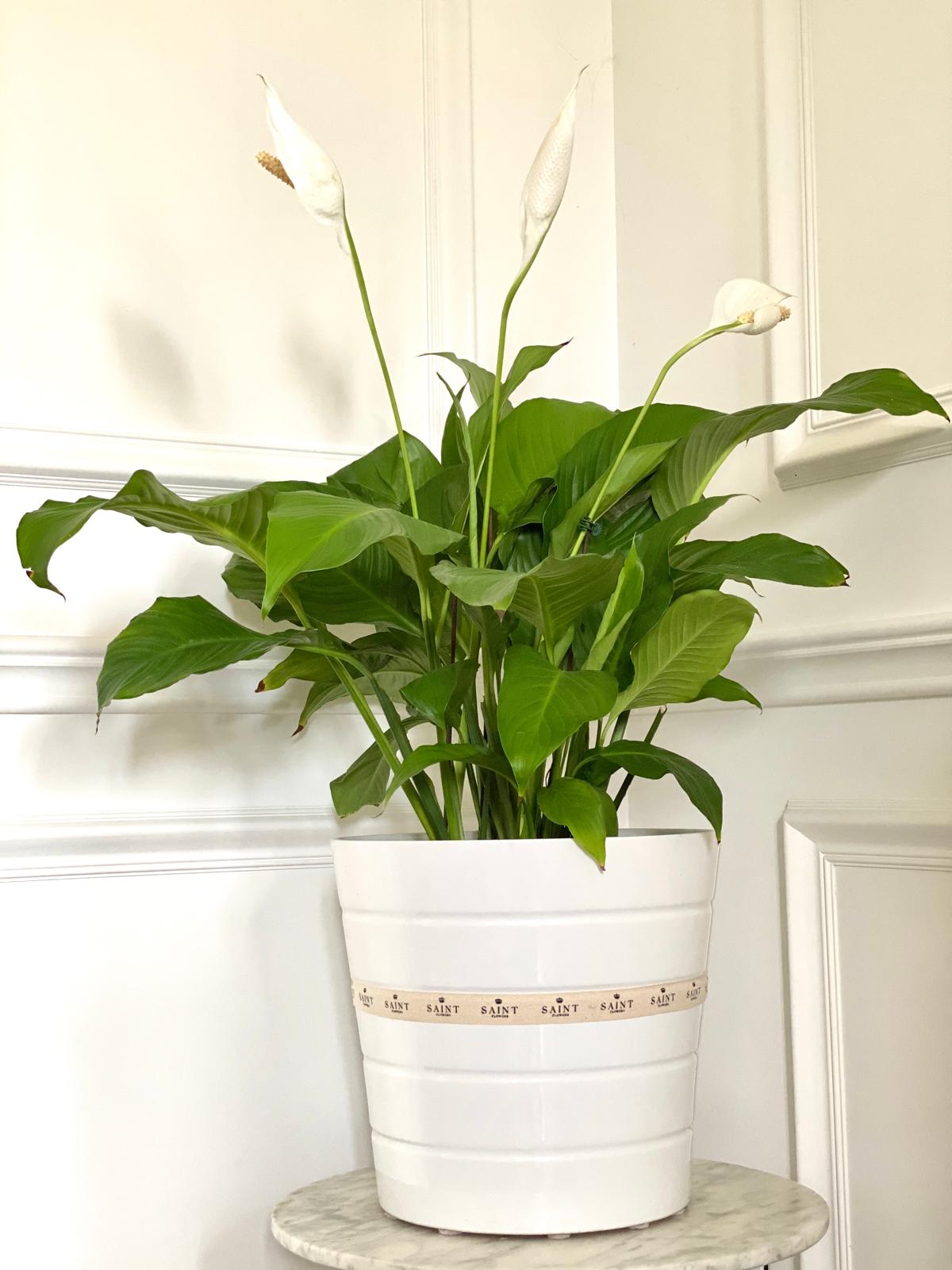 Premium Peace Lily