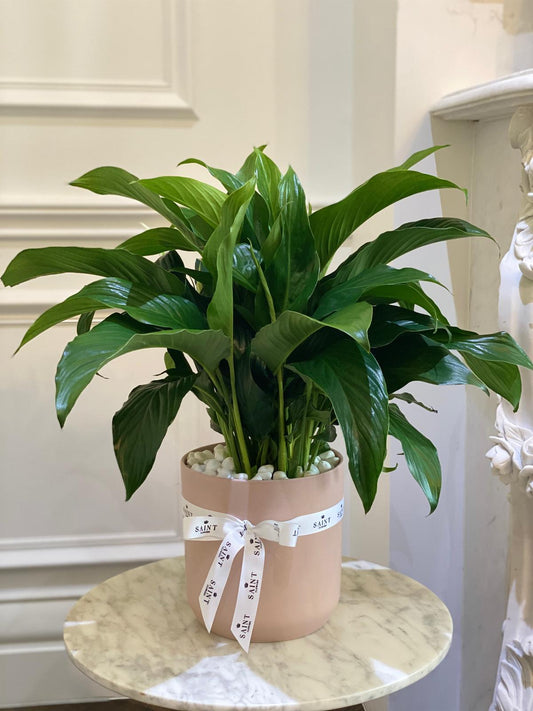 Peace Lily Plant