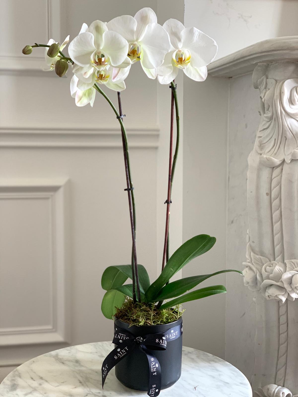 White & Purple Premium Phalaenopsis Orchid