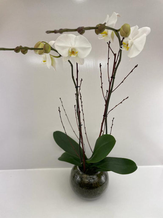 Double Stem Orchid plant